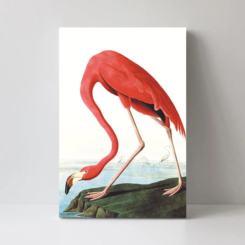 American Flamingo By John James Audubon - Image 3