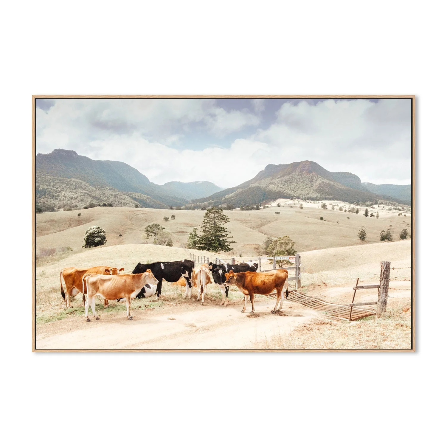 Farm Cows, Darlington, South East Queensland - Image 4