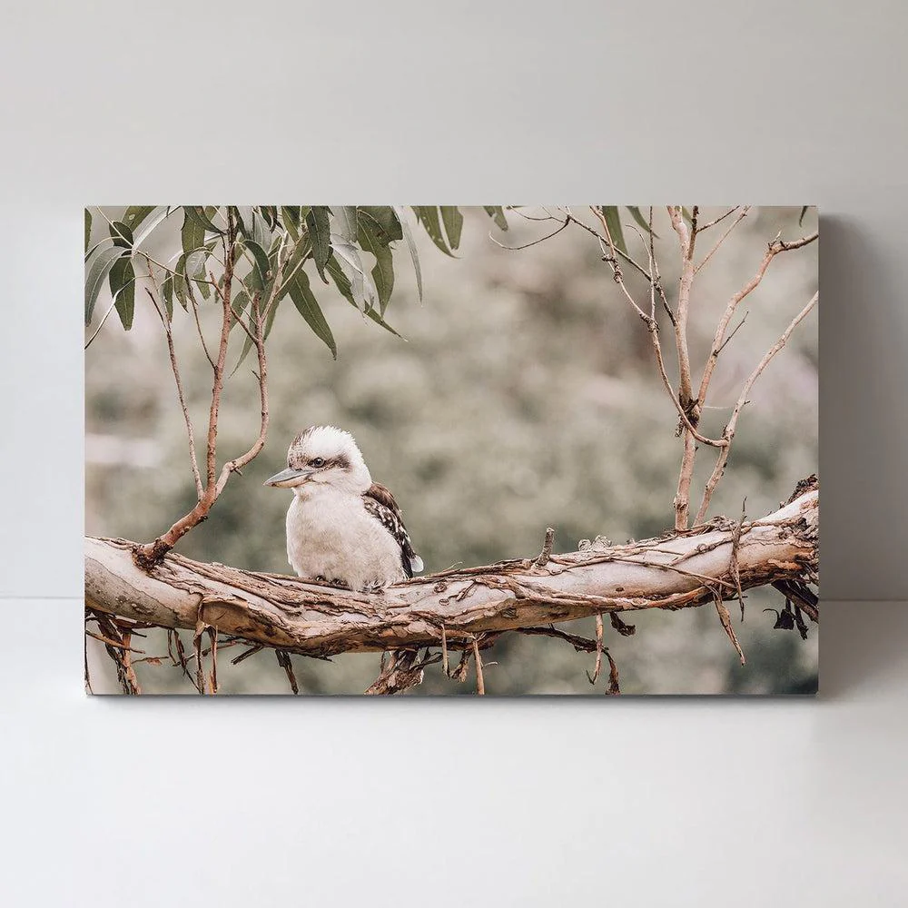 Kookaburra Resting On Gum Tree - Image 3