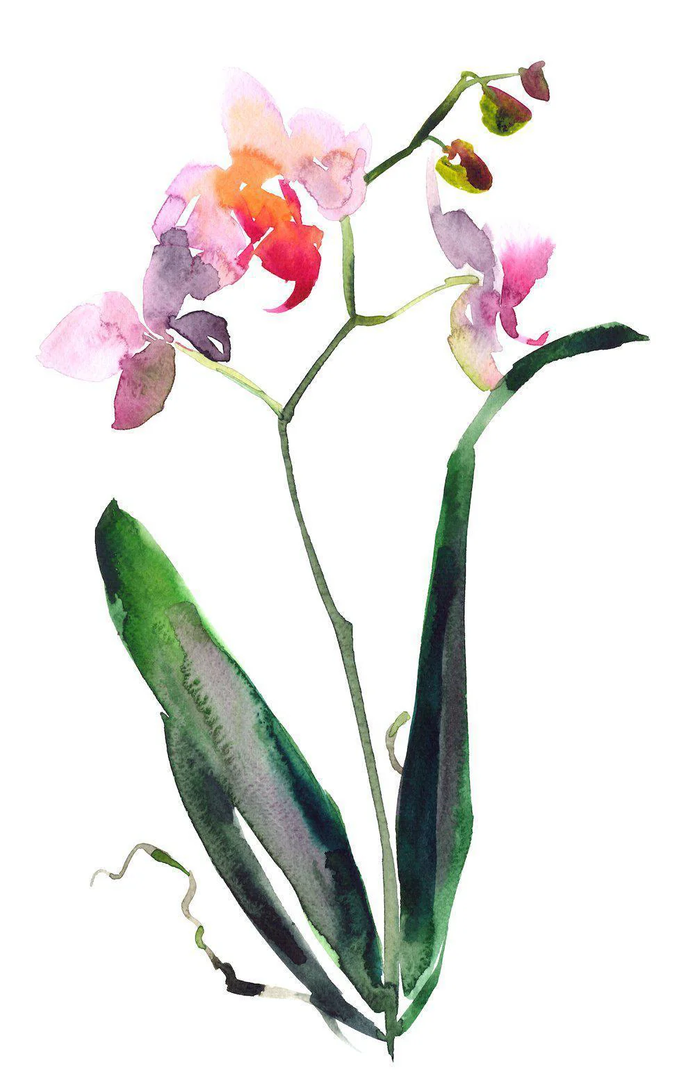 Orchid Painting, Watercolour Style, Set Of 2 - Image 4